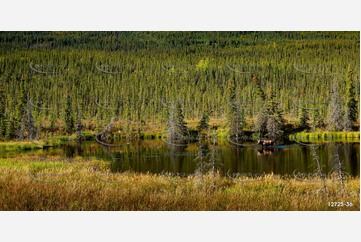 Moose In a Pond Aerial Photography