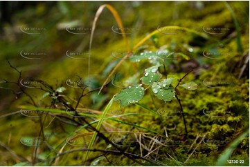 Under Growth - Radium Hot Springs BC Aerial Photography