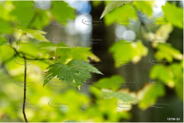 Maple Leaf - Radium Hot Springs BC Aerial Photography