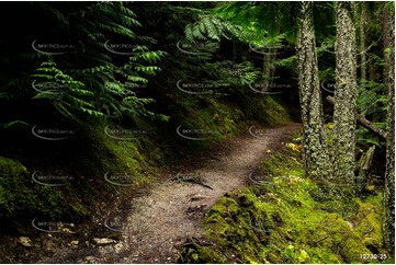 Walking Trail - Radium Hot Springs BC Aerial Photography