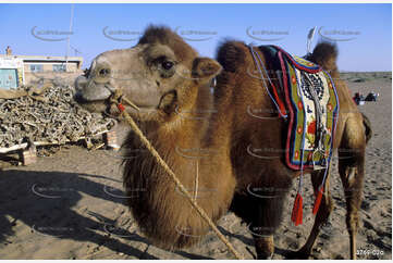 Bactrian Camel Aerial Photography