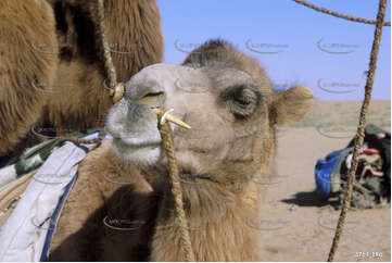 Camel Nose Peg Aerial Photography