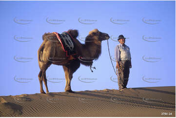 A Man and his Camel Aerial Photography