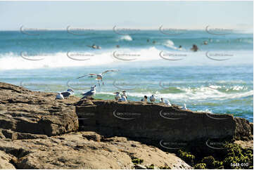 Seaguls on a Rock NSW Aerial Photography