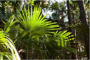 Backlit palm leaves at the Green Cathedral Aerial Photography