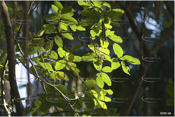 Backlit leaves at the Green Cathedral Aerial Photography