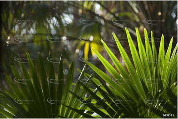 Backlit palm leaves at the Green Cathedral Aerial Photography