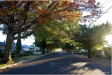 Autumn Leaves Murray St Aerial Photography