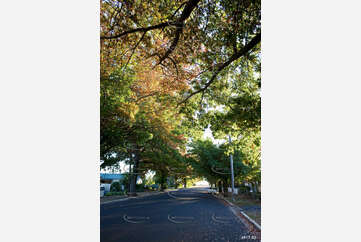 Autumn Leaves Murray St Aerial Photography