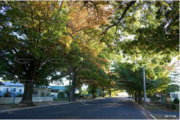 Autumn Leaves Murray St Aerial Photography