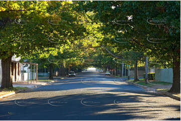 Autumn Leaves Murray St Aerial Photography