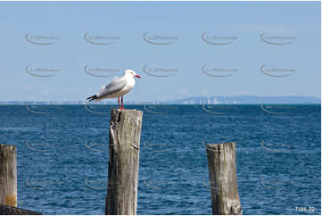 Man Fishing QLD Aerial Photography