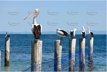 Man Fishing QLD Aerial Photography