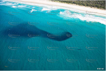 Humpback Whale with Bait Fish NSW Aerial Photography