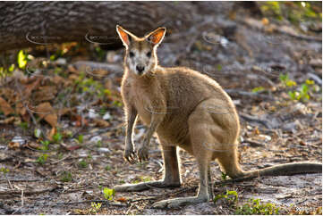 Australian Wallaby QLD Aerial Photography