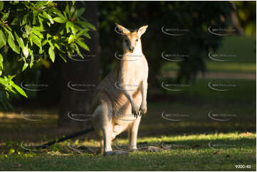 Wallaby Couran Point QLD Aerial Photography