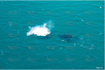 Humpback Whales off Coolangatta QLD Aerial Photography
