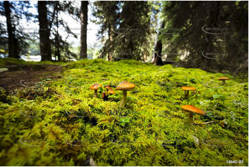 Local Flora - Maligne Lake Aerial Photography