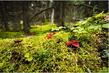 Local Flora - Maligne Lake Aerial Photography