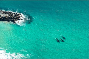 Tweed River Bar with Three Humpback Whales NSW Aerial Photography