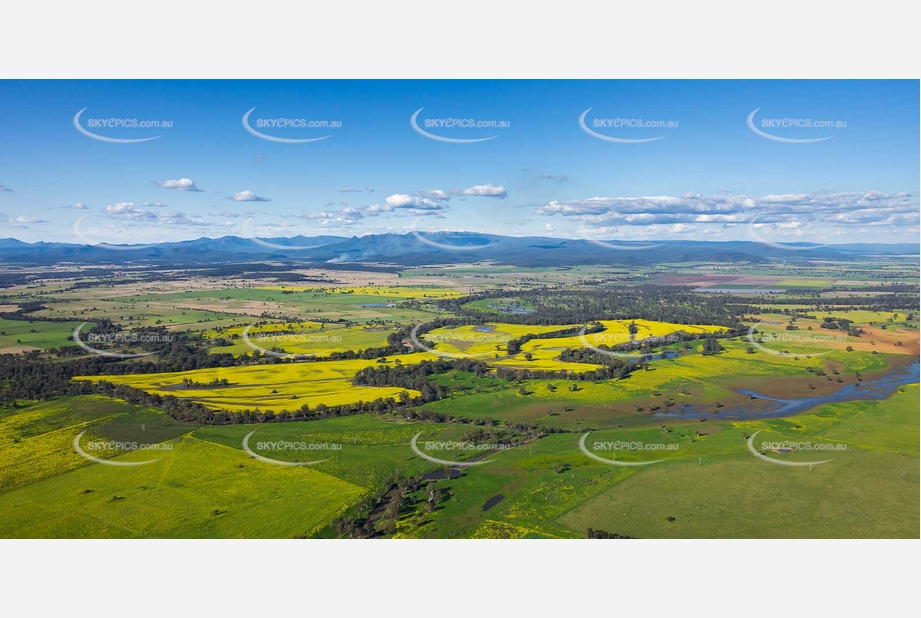 Canola Fields at Turrawan NSW Aerial Photography