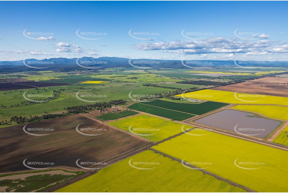 Canola Fields at Tarriaro NSW Aerial Photography