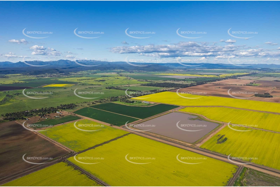 Canola Fields at Tarriaro NSW Aerial Photography