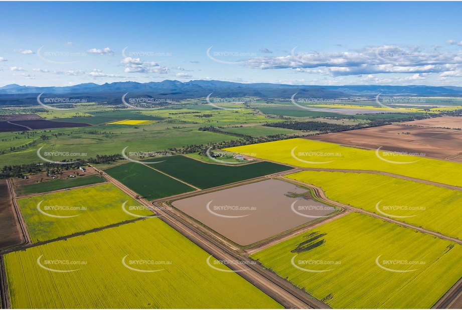 Canola Fields at Tarriaro NSW Aerial Photography