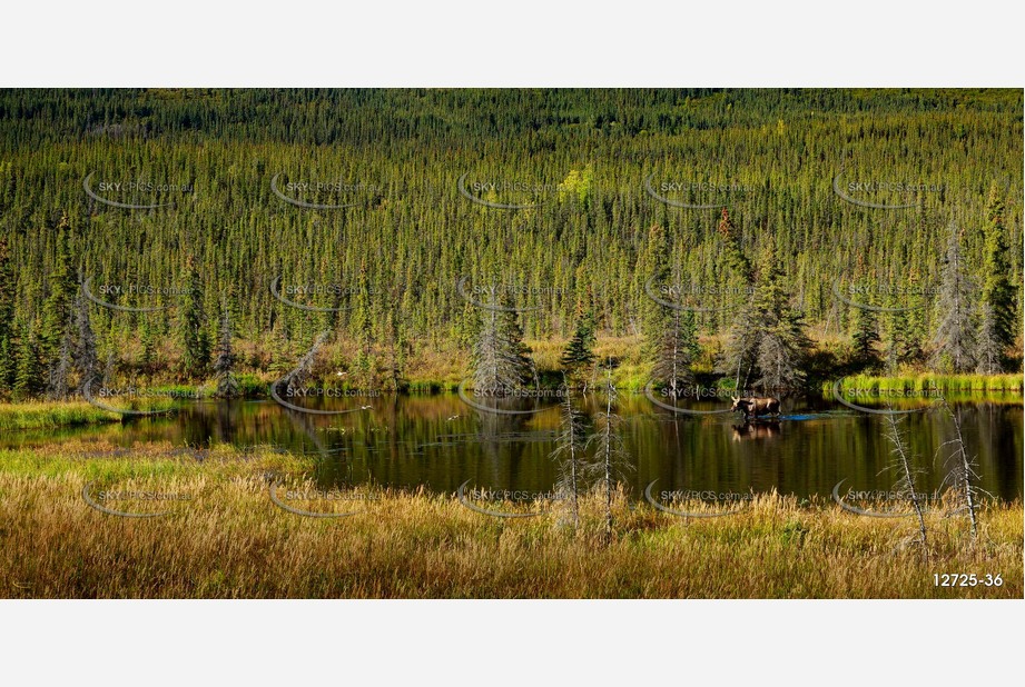 Moose In a Pond Aerial Photography