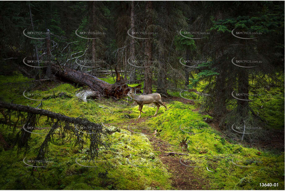 Deer Crossing Aerial Photography