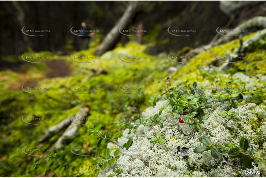 Local Flora - Maligne Lake Aerial Photography