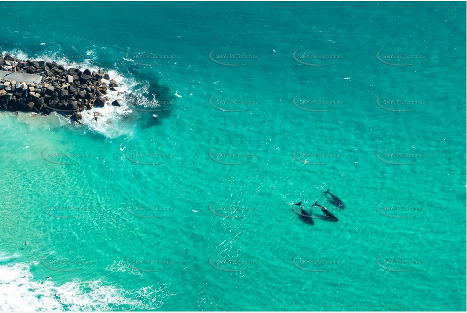 Tweed River Bar with Three Humpback Whales NSW Aerial Photography