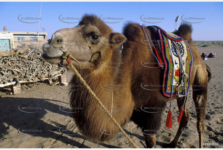 Bactrian Camel Aerial Photography