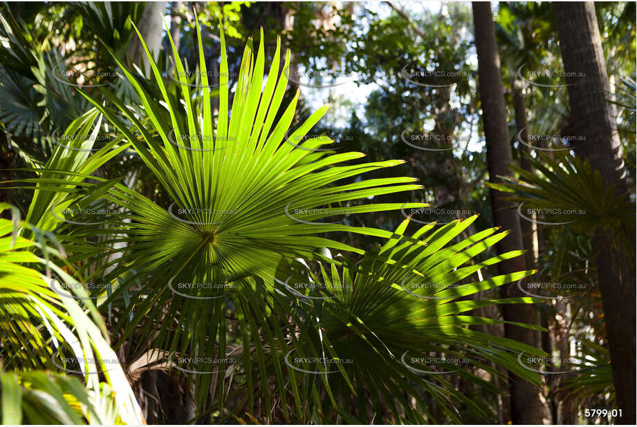 Backlit palm leaves at the Green Cathedral Aerial Photography