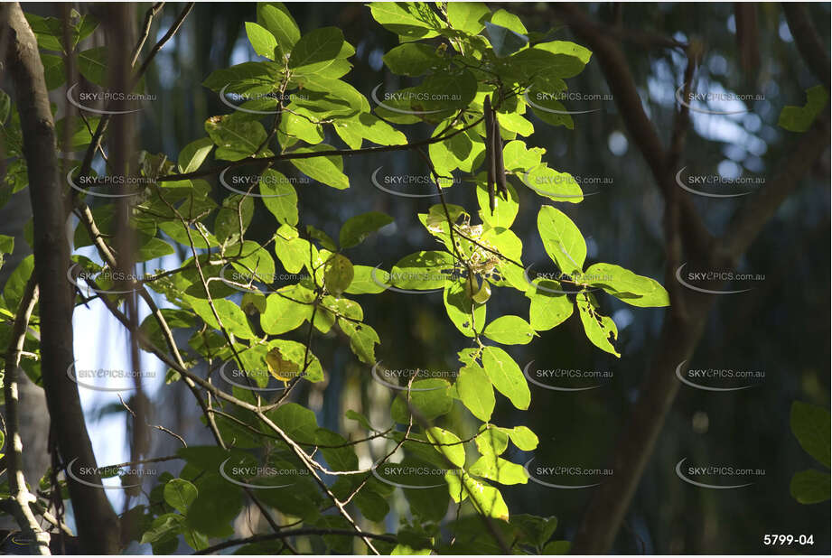 Backlit leaves at the Green Cathedral Aerial Photography
