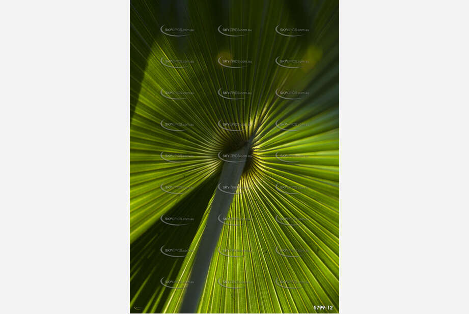 A Backlit Palm Leaf at the Green Cathedral Aerial Photography
