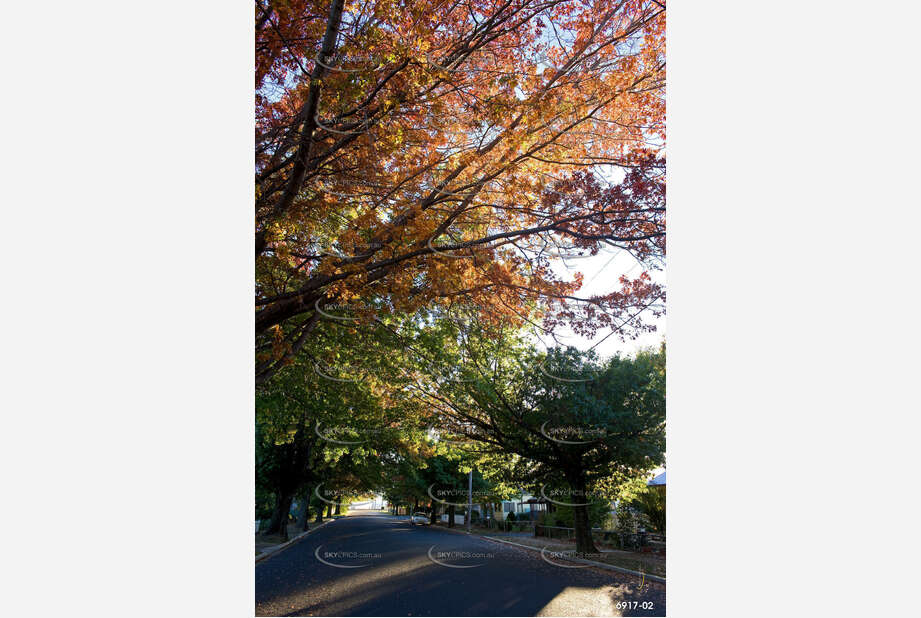 Autumn Leaves Murray St Aerial Photography