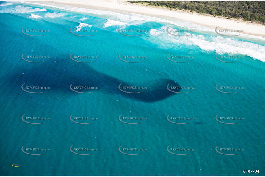 Humpback Whale with Bait Fish NSW Aerial Photography