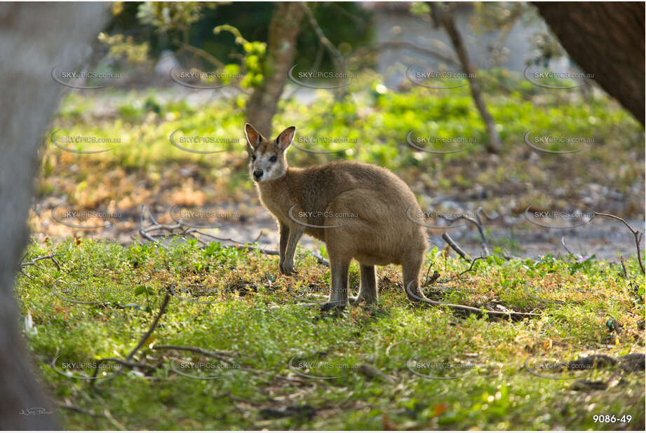 A Wallaby QLD Aerial Photography