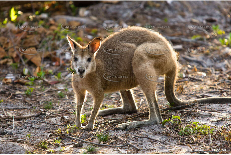 Australian Wallaby QLD Aerial Photography