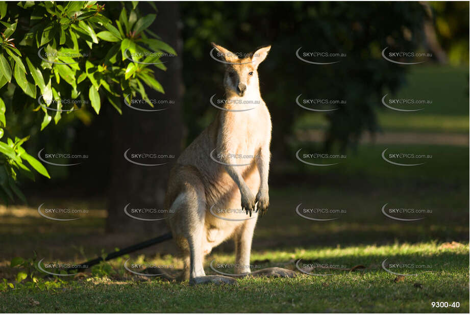 Wallaby Couran Point QLD Aerial Photography